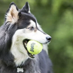 Discount Air Squeaker Tennis Ball Supplies Leashes, Collars, Beds, Flea & Tick, Etc. | Toys Interactive, Plush, Etc.