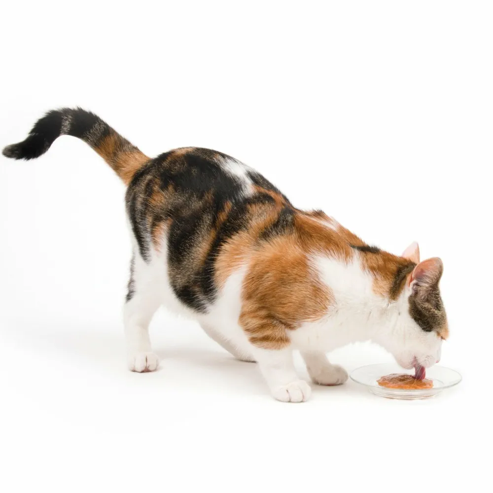 Clearance Creamy Lickable Treats Chicken & Shrimp Treats Crunchy, Soft, Lickable, Etc.