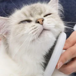 Clearance Grooming Kit Long Hair Supplies Collars, Scratchers, Toys, Etc.