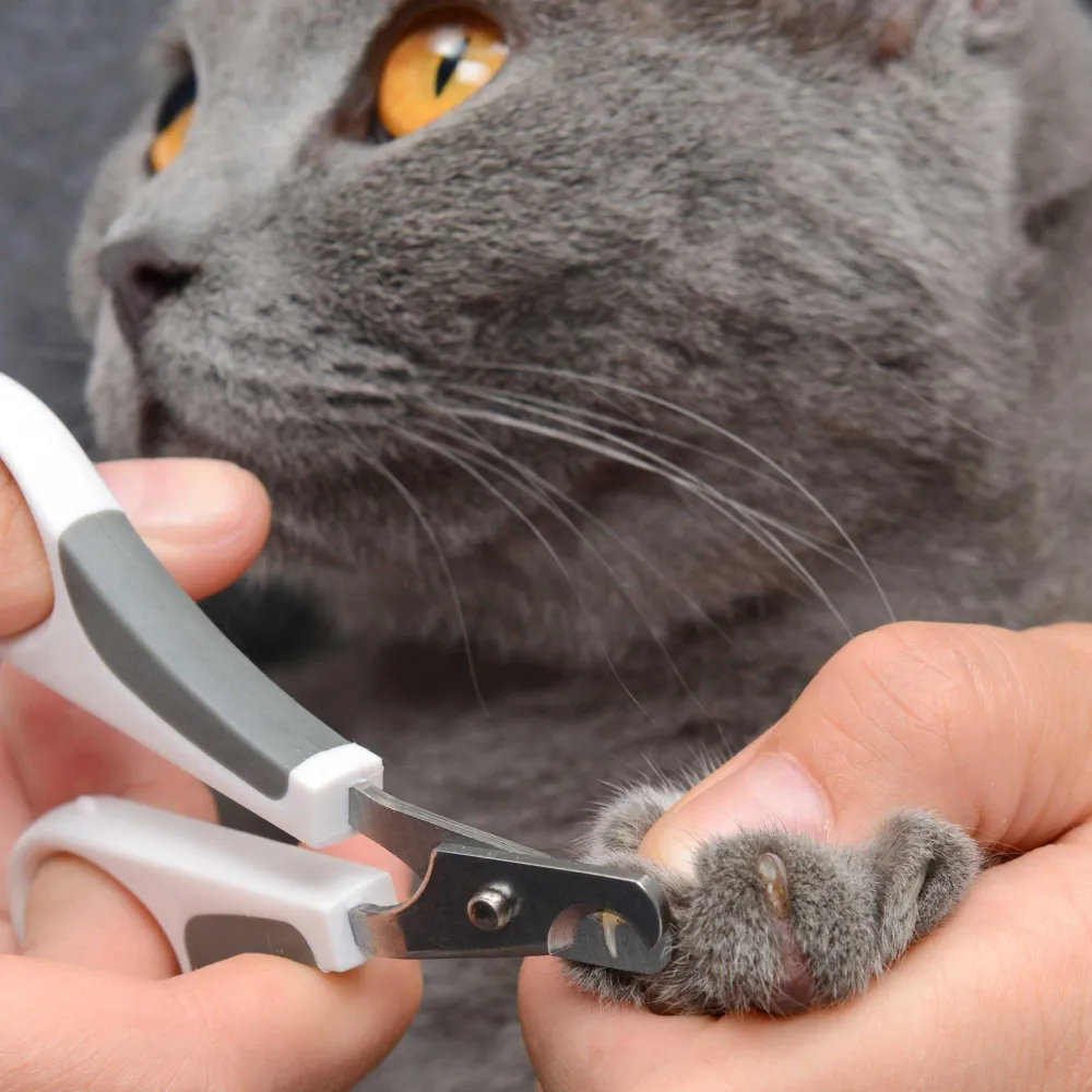 Sale Grooming Kit Short Hair Supplies Collars, Scratchers, Toys, Etc.