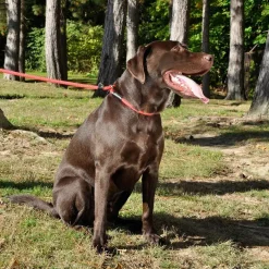 Clearance Dog Rope Slip Lead Blue Supplies Leashes, Collars, Beds, Flea & Tick, Etc.