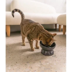 Best Raised Ceramic Cat Grey Supplies Collars, Scratchers, Toys, Etc.