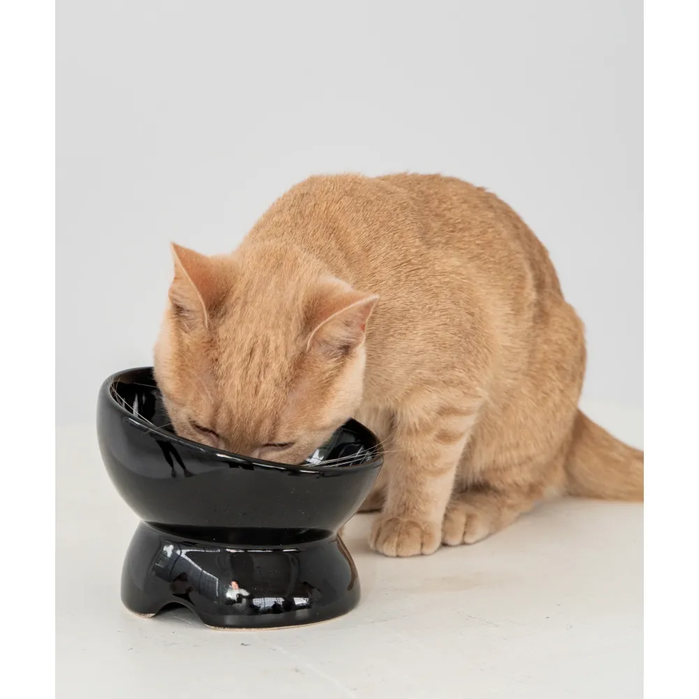 Sale Raised Ceraminc Cat Bowl Black Supplies Collars, Scratchers, Toys, Etc.