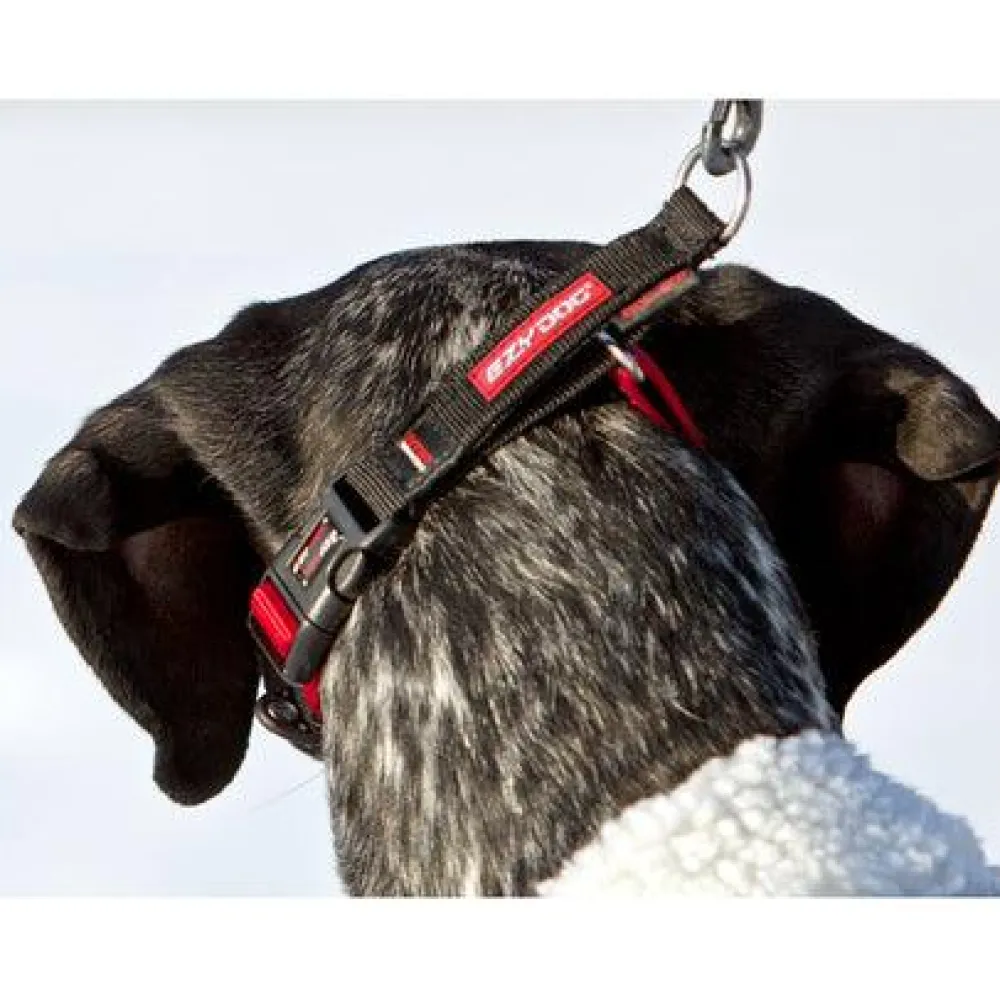 New Checkmate Dog Collar Black Supplies Leashes, Collars, Beds, Flea & Tick, Etc.