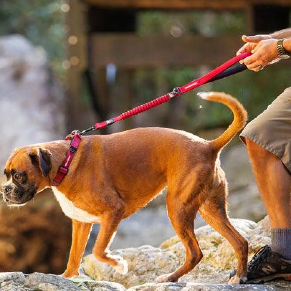 Best Zero Shock Dog Leash Red Supplies Leashes, Collars, Beds, Flea & Tick, Etc.