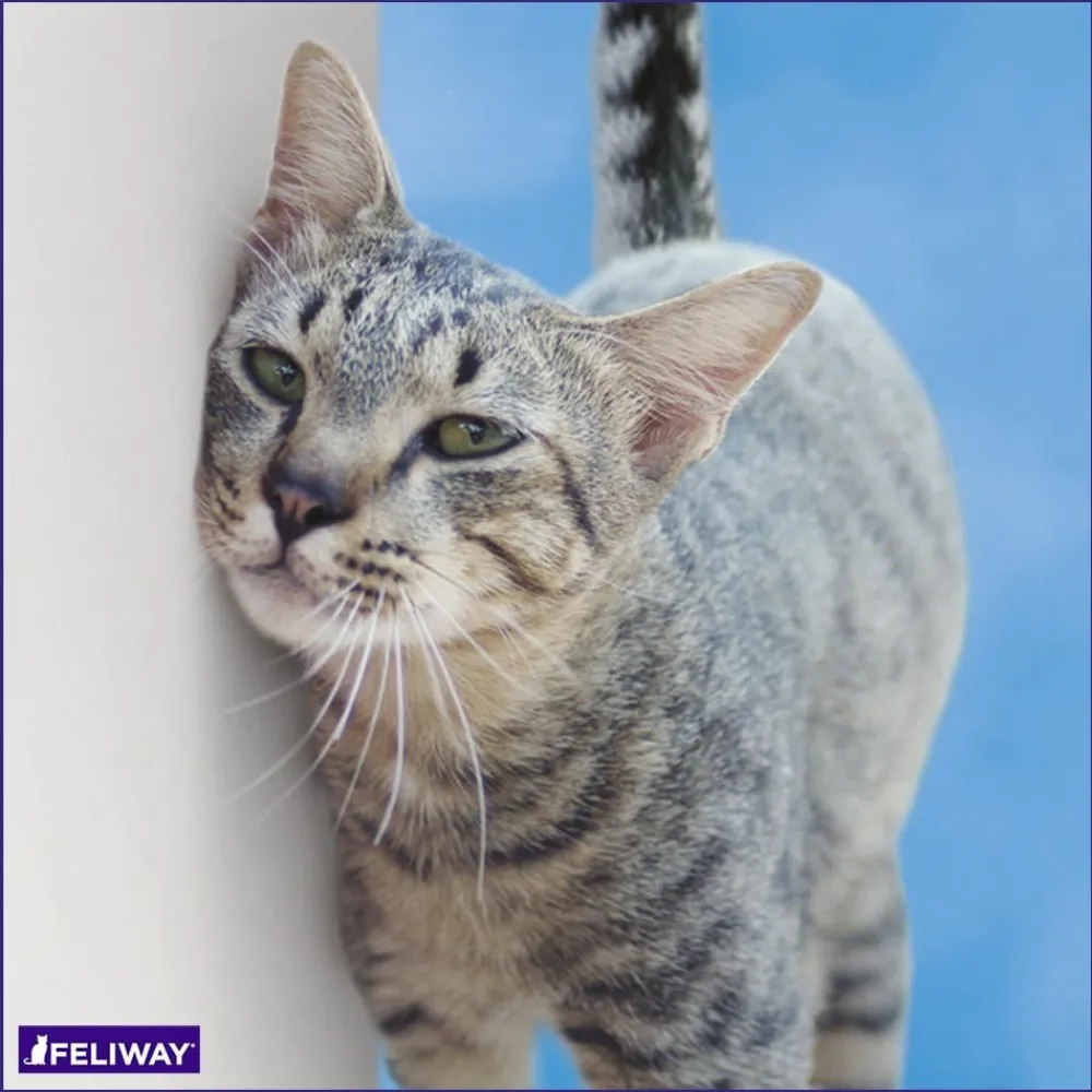 Clearance Classic Calming Diffuser Refill for Cats, 30 day Supplies Collars, Scratchers, Toys, Etc.
