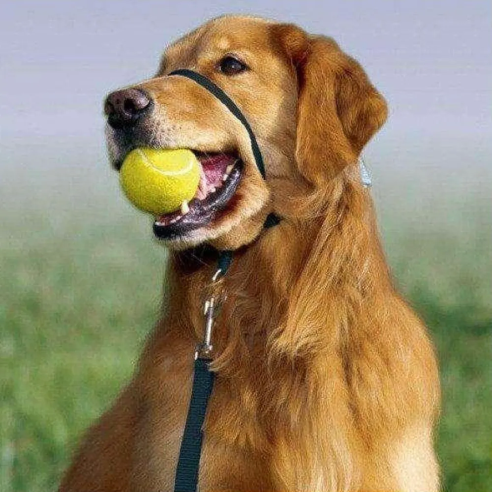 Discount Supplies Leashes, Collars, Beds, Flea & Tick, Etc.