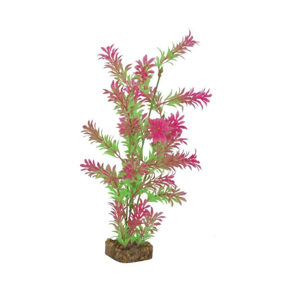Hot Plant Large Green Pink Shop Fish Find All Of The Essentials