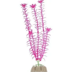 Fashion Plant Large Pink Shop Fish Find All Of The Essentials