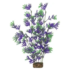Sale Plant Large Purple Green Shop Fish Find All Of The Essentials