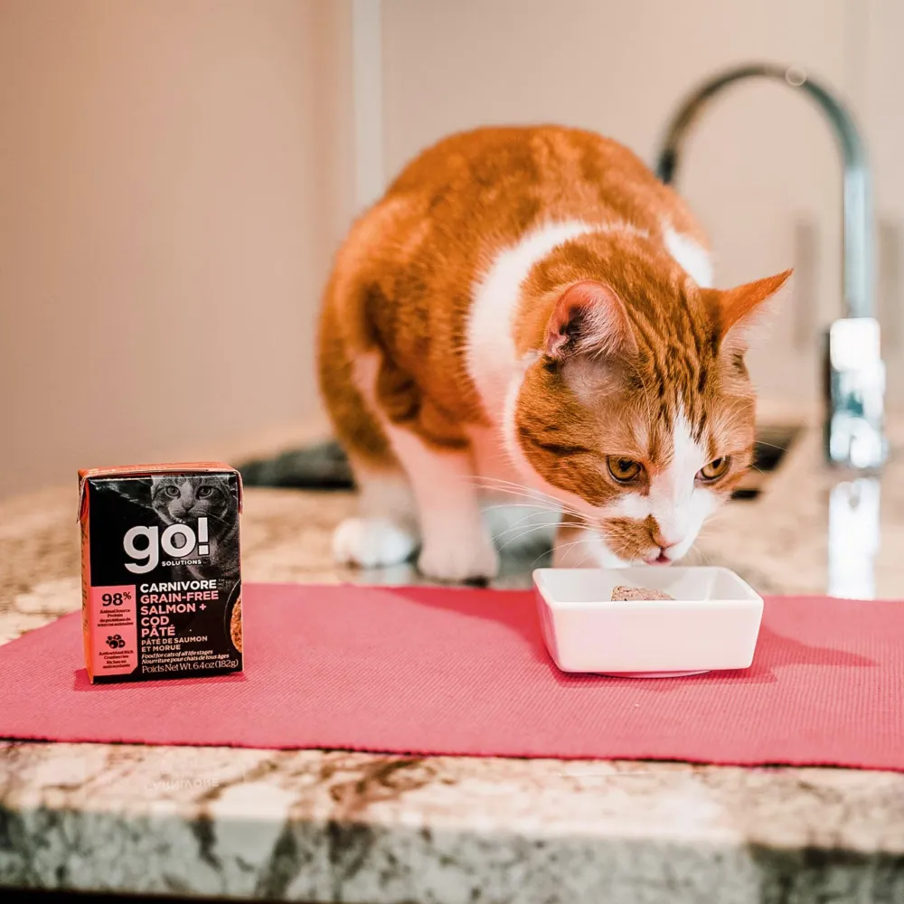 Discount Carnivore Grain Free Salmon + Cod Pâté for cats Wet Food Cans, Pouches, Tetra Paks, Etc.