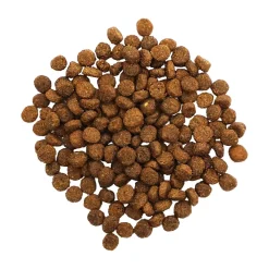 Hot Digestion + Gut Health Salmon Recipe with Ancient Grains for cats Dry Food Dry Cat Food
