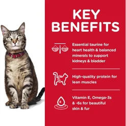 Online Dry Cat Food Adult Chicken Recipe Dry Food Dry Cat Food