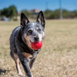 Outlet Ball Supplies Leashes, Collars, Beds, Flea & Tick, Etc. | Toys Interactive, Plush, Etc.