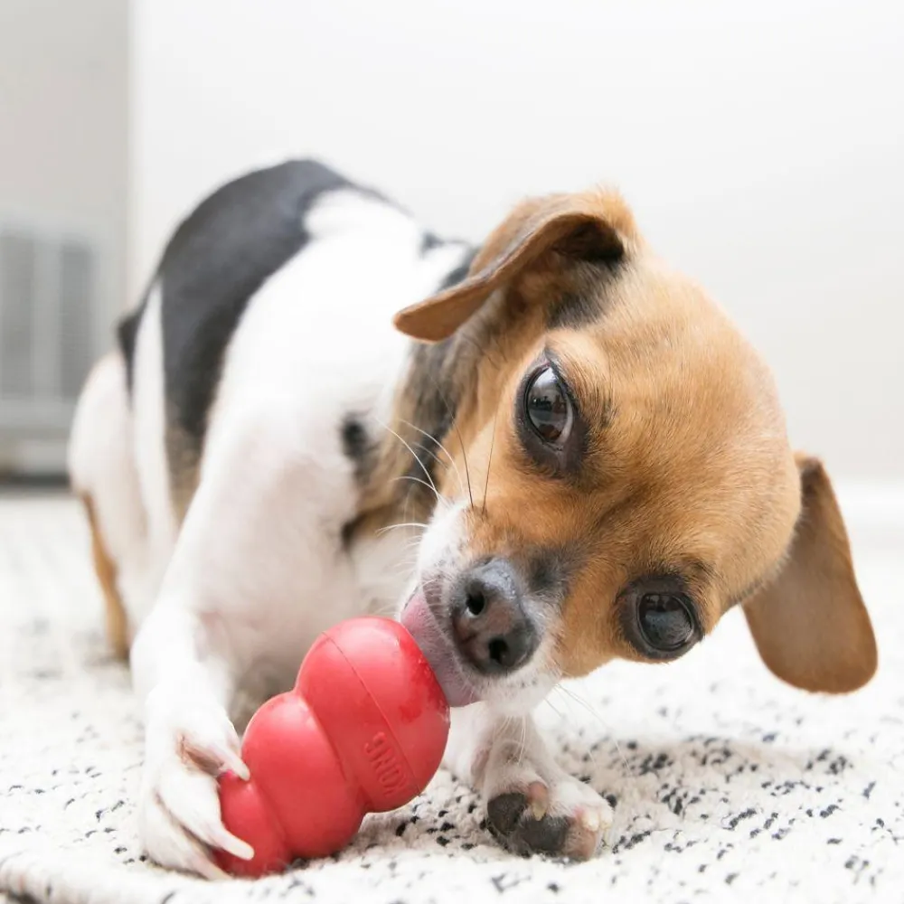 New Classic Supplies Leashes, Collars, Beds, Flea & Tick, Etc. | Toys Interactive, Plush, Etc.