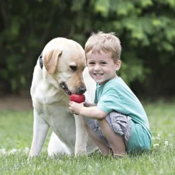 New Classic Supplies Leashes, Collars, Beds, Flea & Tick, Etc. | Toys Interactive, Plush, Etc.
