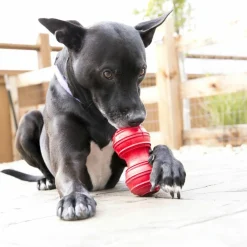 Clearance Dental Dumbbell Supplies Leashes, Collars, Beds, Flea & Tick, Etc. | Toys Interactive, Plush, Etc.