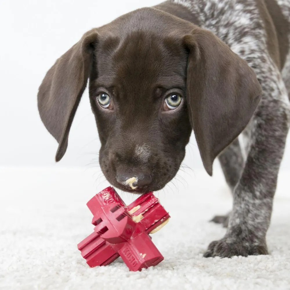 Discount Jump'N Jack Supplies Leashes, Collars, Beds, Flea & Tick, Etc. | Toys Interactive, Plush, Etc.