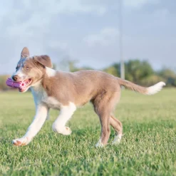 Online Puppy Dental Teething Stick Supplies Leashes, Collars, Beds, Flea & Tick, Etc. | Toys Interactive, Plush, Etc.