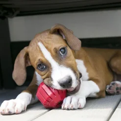 New Stuff A Ball Supplies Leashes, Collars, Beds, Flea & Tick, Etc. | Toys Interactive, Plush, Etc.