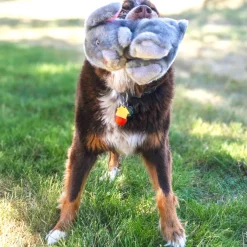 Online Toughz Bunny Supplies Leashes, Collars, Beds, Flea & Tick, Etc. | Toys Interactive, Plush, Etc.