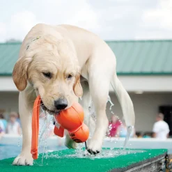 Sale Water Wubba Dog Toy Supplies Leashes, Collars, Beds, Flea & Tick, Etc. | Toys Interactive, Plush, Etc.