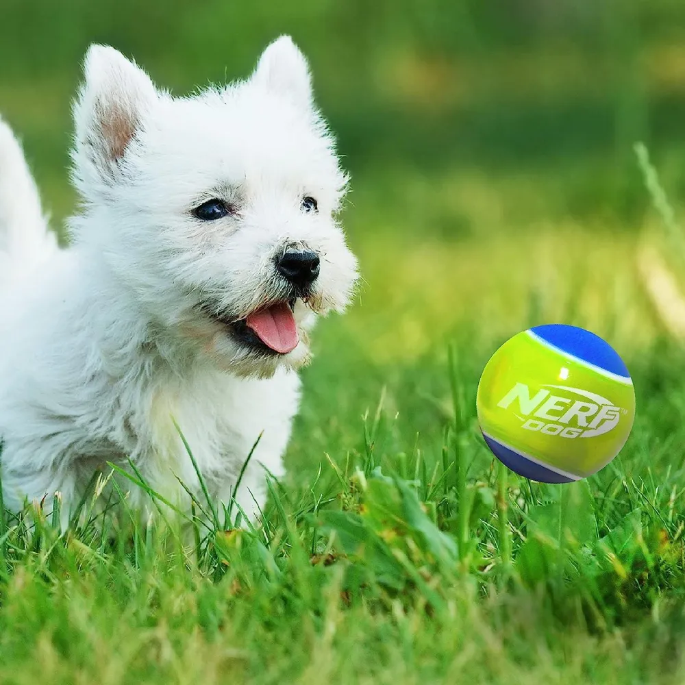 Sale Puppy & Small Dog TPR Ball Dog Toy Supplies Leashes, Collars, Beds, Flea & Tick, Etc. | Toys Interactive, Plush, Etc.