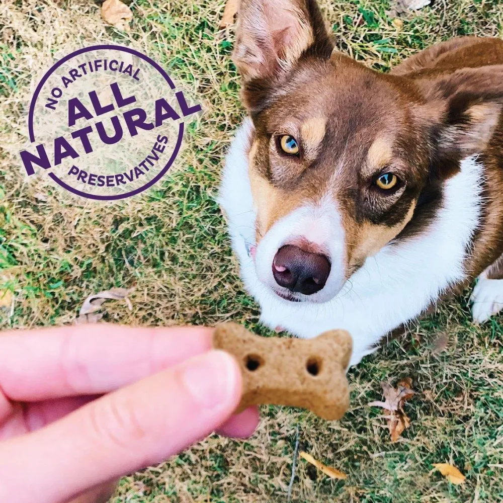 Discount Classic P-Nuttier 'N Nanners Grain Free Mini Oven-Baked Biscuits Dog Treats Treats Treats & Chews