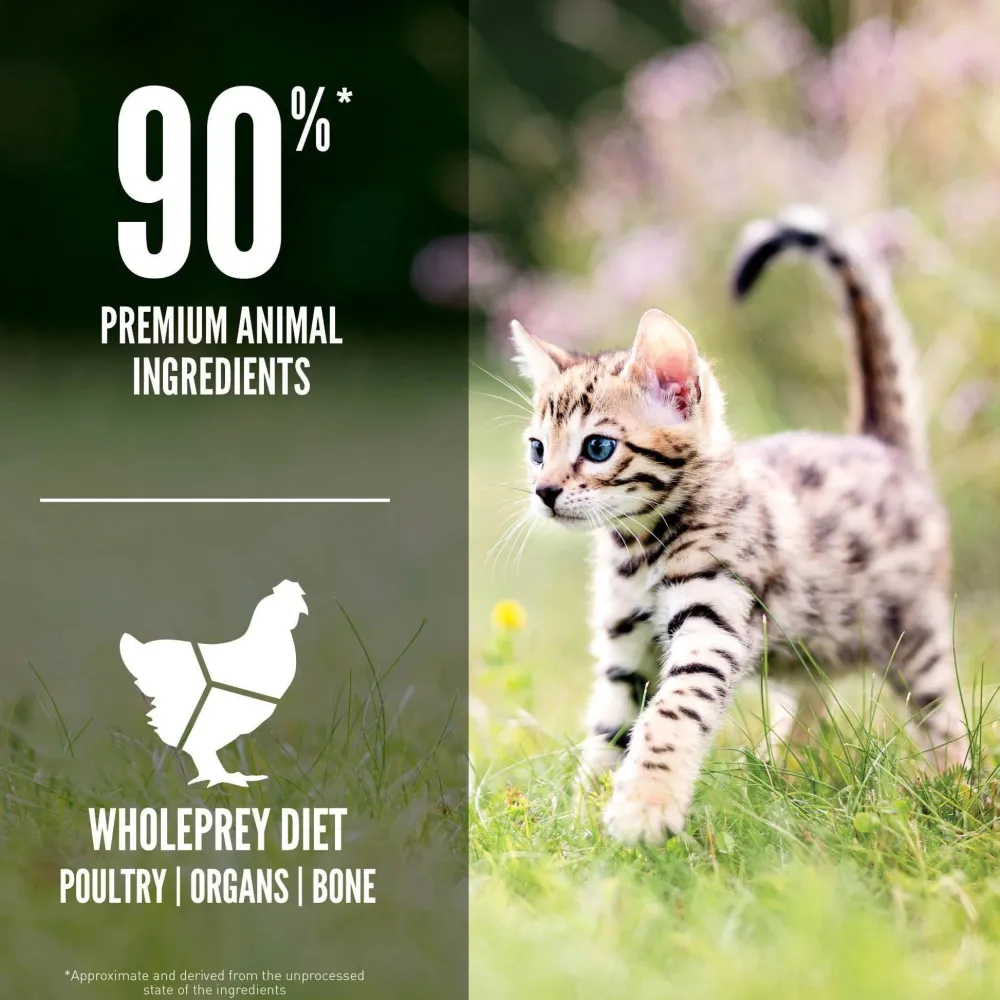 Online Kitten Recipe Dry Food Dry Cat Food