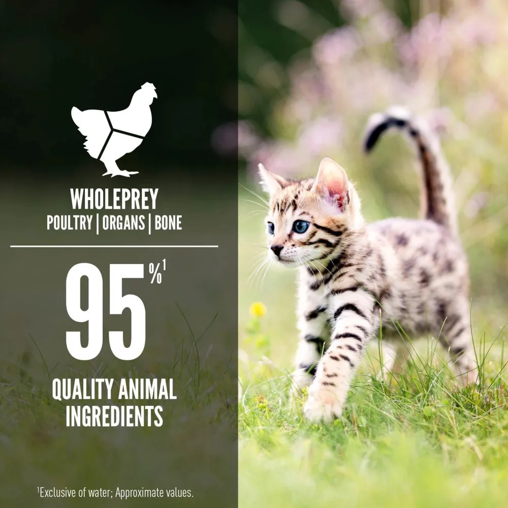 Sale Wet Cat Chicken + Salmon Entrée - Kitten Recipe Wet Food Cans, Pouches, Tetra Paks, Etc.