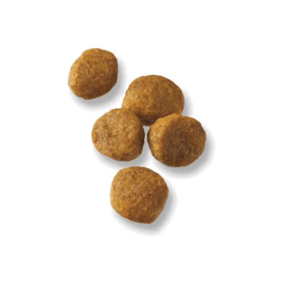 Online High Protein Small Breed Puppy Food DHA Chicken & Rice Formula Food Dry, Wet, Freeze Dried, Etc.