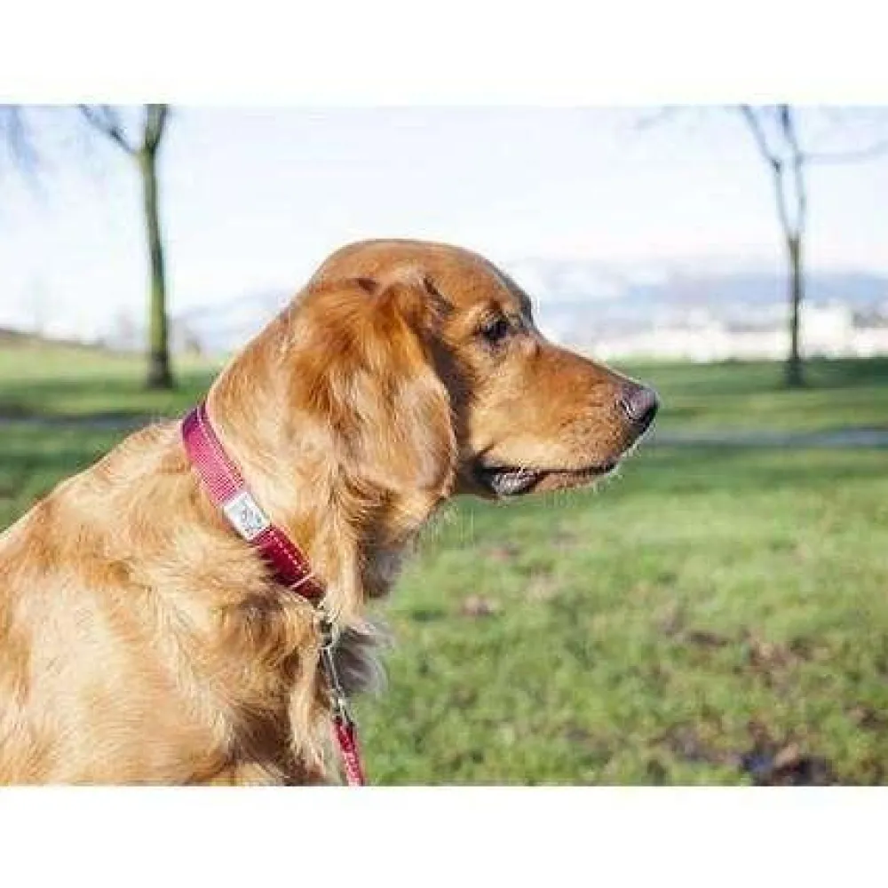 Best RC Adjustable Dog Collar Primary Black Supplies Leashes, Collars, Beds, Flea & Tick, Etc.