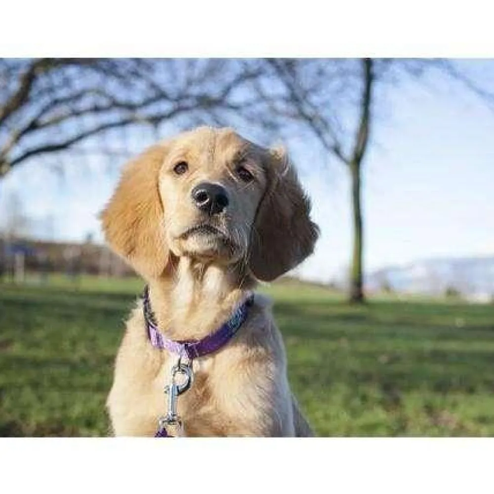 Best RC Adjustable Dog Collar Primary Black Supplies Leashes, Collars, Beds, Flea & Tick, Etc.