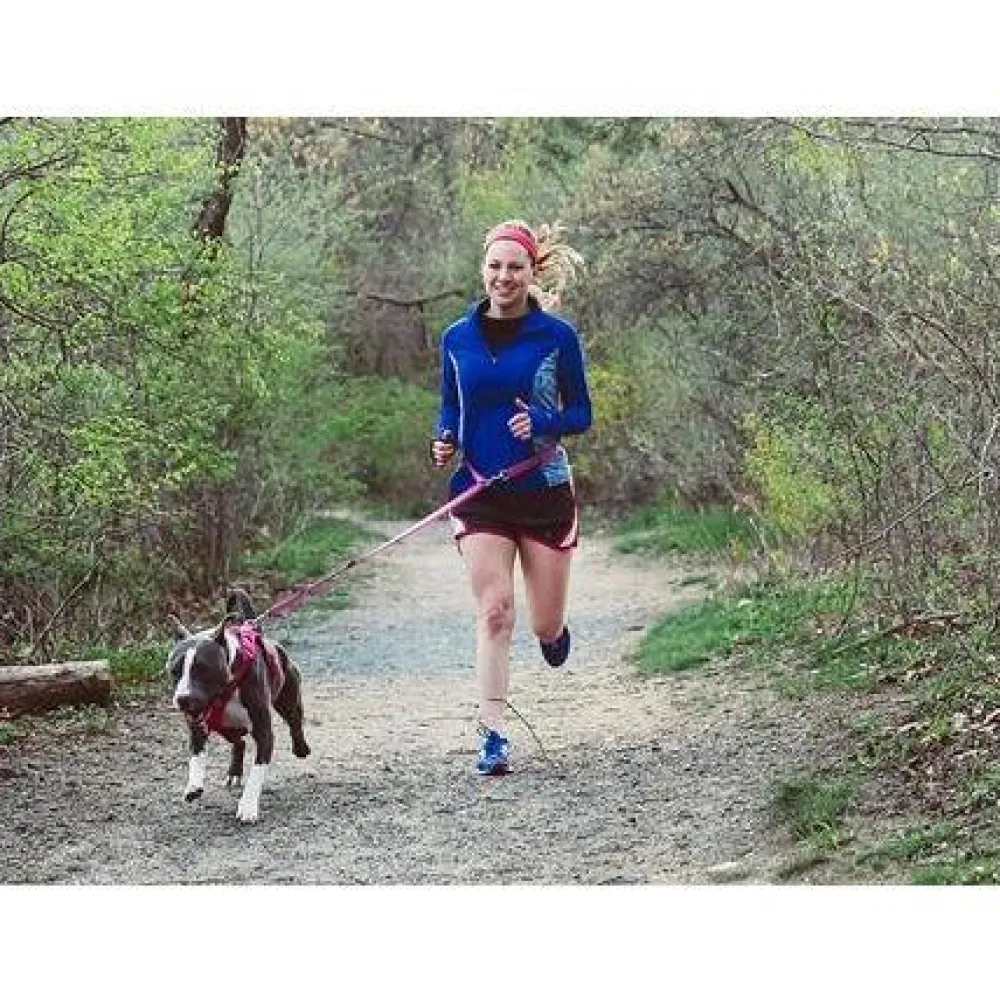 Outlet RC Dog Active Leash Black Supplies Leashes, Collars, Beds, Flea & Tick, Etc.