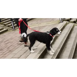 New Rc Dog Web Training Clip Primary Black Supplies Leashes, Collars, Beds, Flea & Tick, Etc.