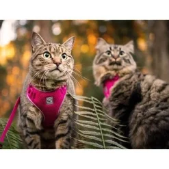 Best RC Kitty Adventure Harness Black Supplies Collars, Scratchers, Toys, Etc.