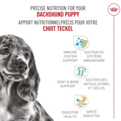 Clearance Dachshund Puppy Food Food Dry, Wet, Freeze Dried, Etc.