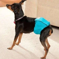 Discount Washable Male Wrap Supplies Leashes, Collars, Beds, Flea & Tick, Etc.